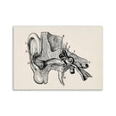Vintage human anatomy back muscle canvas print for study or bedroom by Decorbites