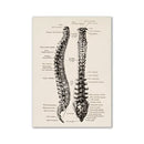 Vintage human anatomy back muscle canvas print for study or bedroom by Decorbites