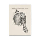 Vintage human anatomy back muscle canvas print for study or bedroom by Decorbites