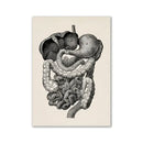 Vintage human anatomy ribcage canvas print office wall art by Decorbites