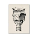 Vintage human anatomy back muscle canvas print for study or bedroom by Decorbites