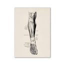 Vintage human anatomy back muscle canvas print for study or bedroom by Decorbites