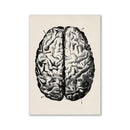 Vintage human anatomy canvas art print for study or living room by Decorbites