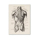 Vintage human anatomy canvas art print for study or living room by Decorbites