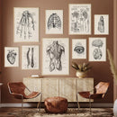 Vintage human anatomy skeleton canvas print for study or living room by Decorbites