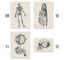 Vintage human anatomy back muscle canvas print for study or bedroom by Decorbites