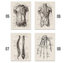 Vintage human anatomy canvas art print for study or living room by Decorbites