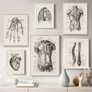 Vintage human anatomy canvas art print for study or living room by Decorbites