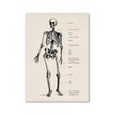 Vintage human anatomy brain canvas print for study or living room by Decorbites