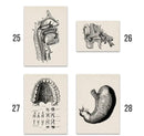 Vintage human anatomy sepia skeleton canvas print for study or bedroom by Decorbites
