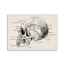 Vintage human anatomy stomach canvas print dining room wall art by Decorbites