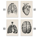 Vintage human anatomy stomach canvas print dining room wall art by Decorbites