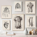 Vintage human anatomy hand skeleton canvas art for study or bedroom by Decorbites
