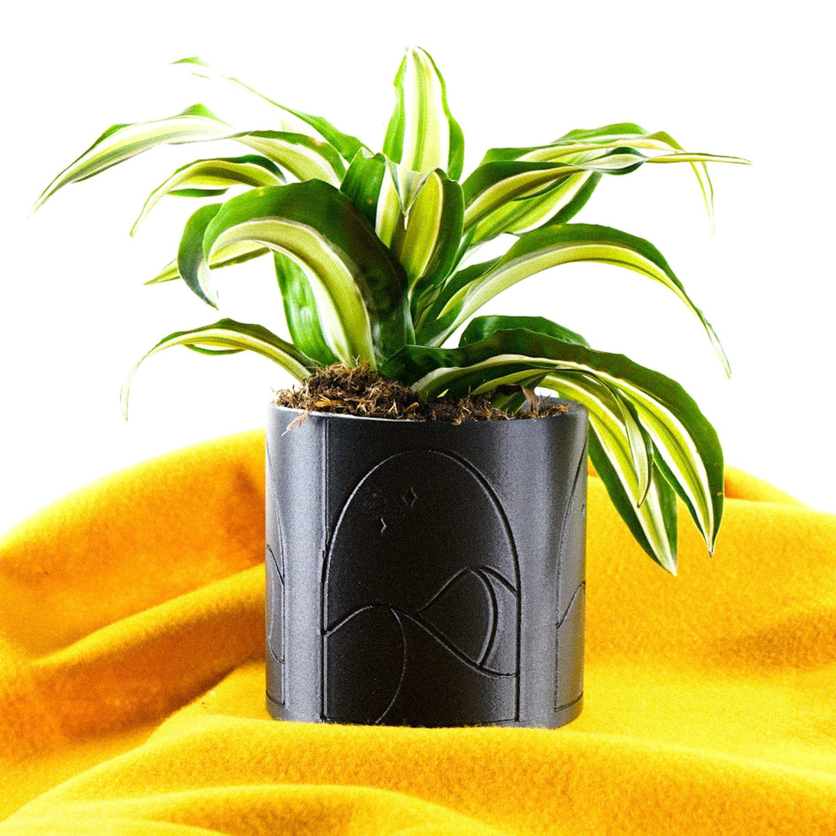 Desert Scape Planter, photo 9 of 11