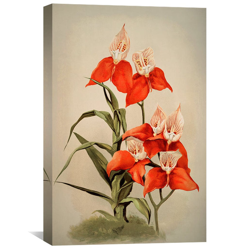 Disa Uniflora Orchid Canvas