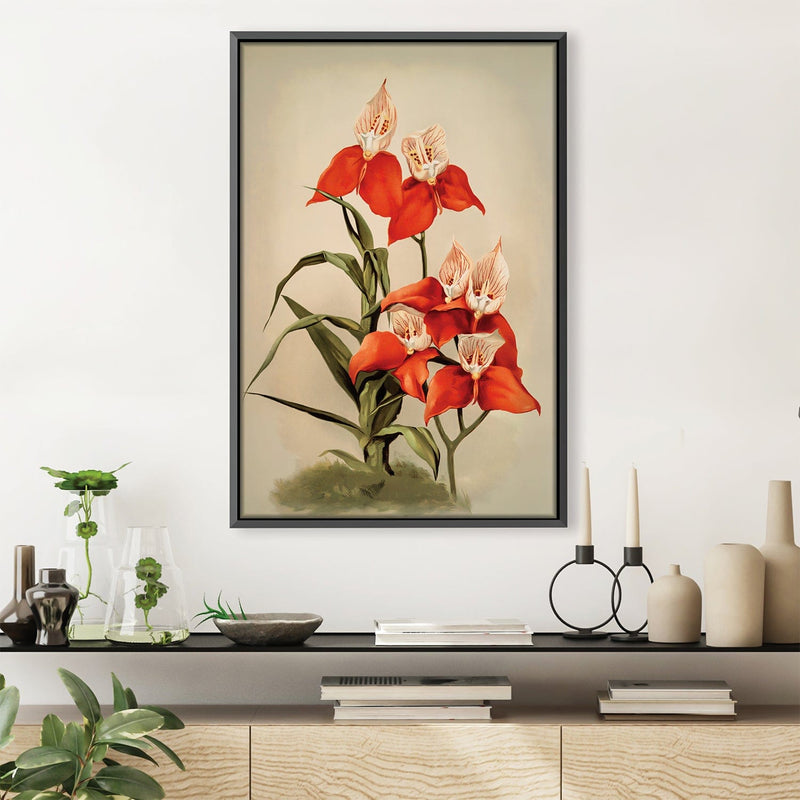 Disa Uniflora Orchid Canvas