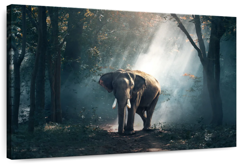 African Forest Elephant Wall Art