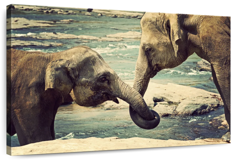 Asian Elephants Wall Art