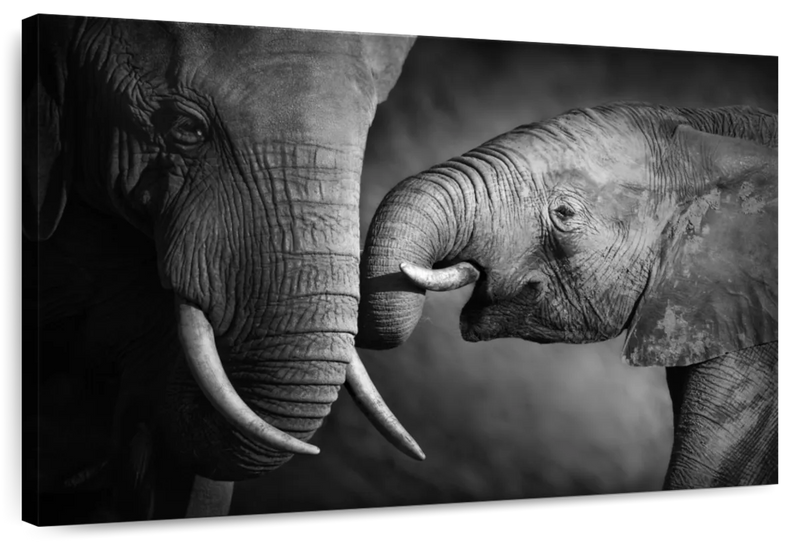 Elephant Affection Wall Art