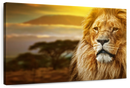 Lion In African Safari Wall Art
