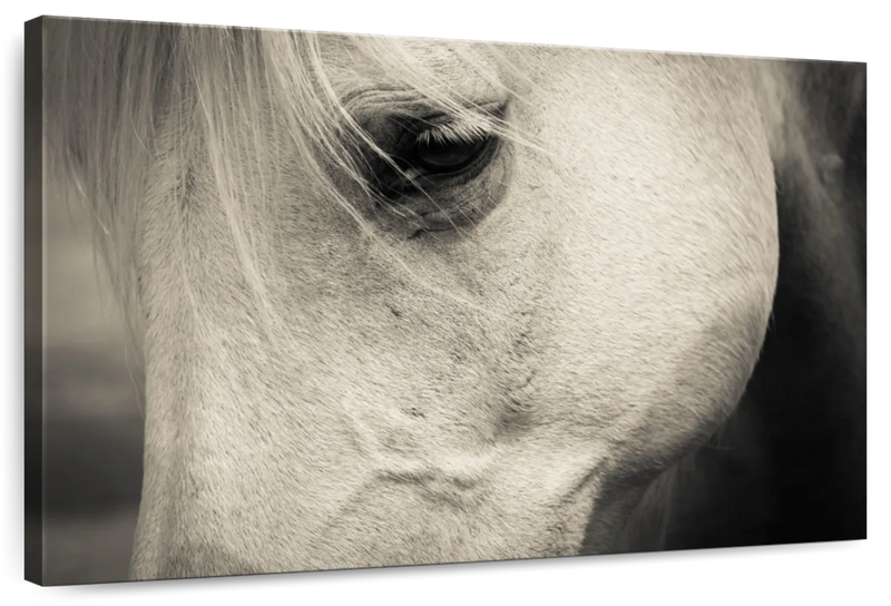 White Horse Eye Wall Art