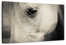 White Horse Eye Wall Art