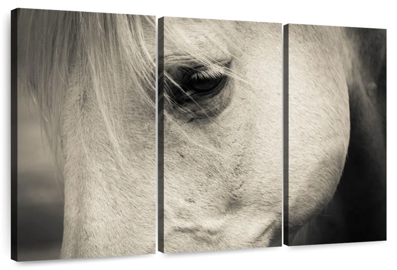 White Horse Eye Wall Art