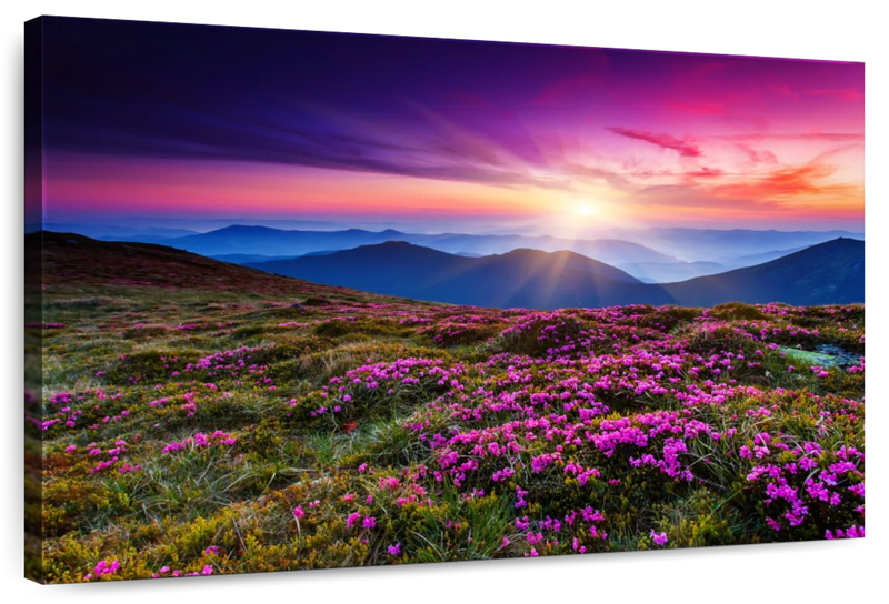 Pink Flowers At Sunset Wall Art