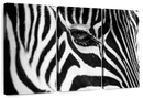 Zebra Eye Wall Art