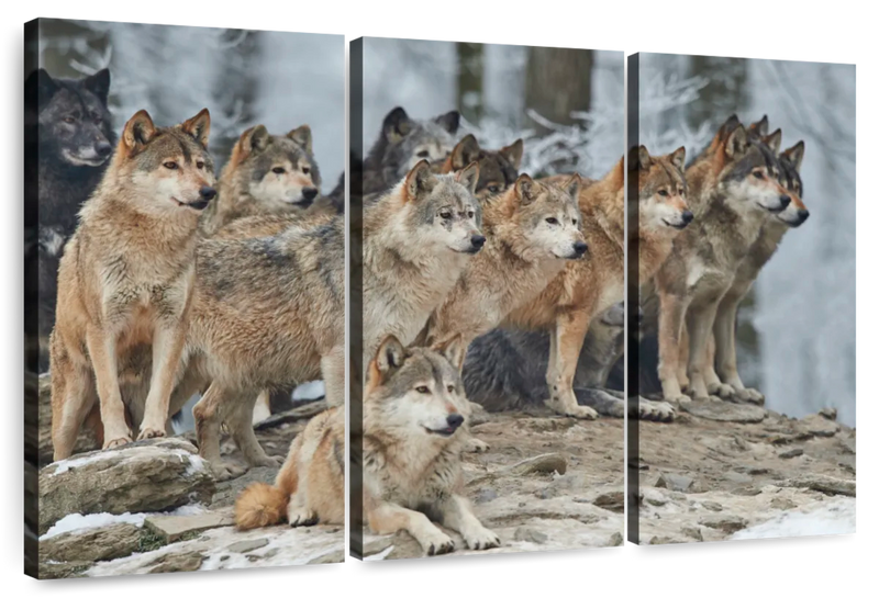 Wild Wolf Pack Wall Art