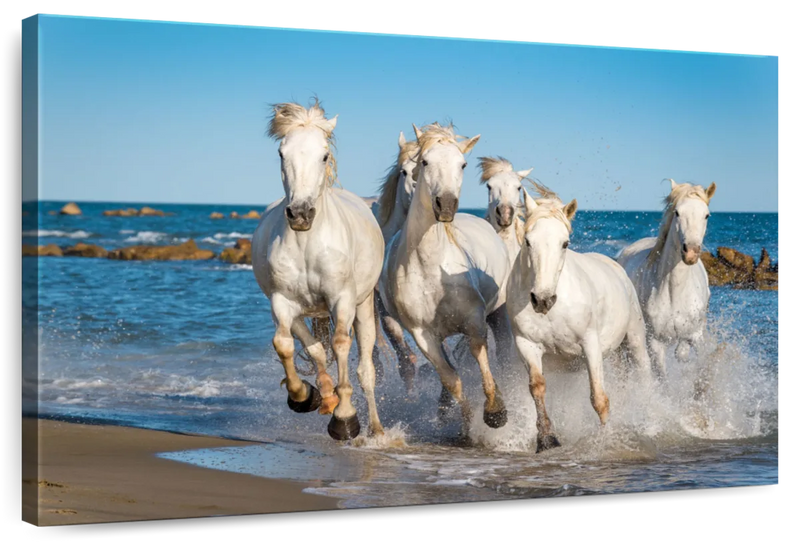 Camargue Horses Wall Art