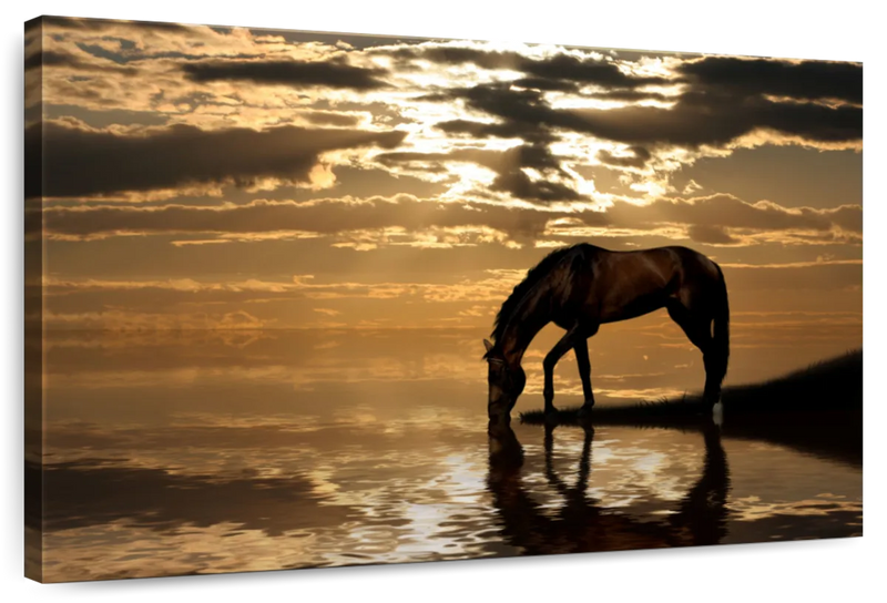 Lone Arabian Horse Wall Art