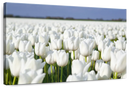 Endless White Tulips Wall Art