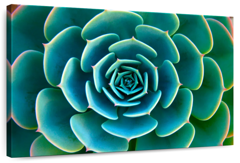 Live Succulent Wall Art