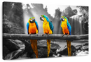 Macaw Friends Pop Wall Art