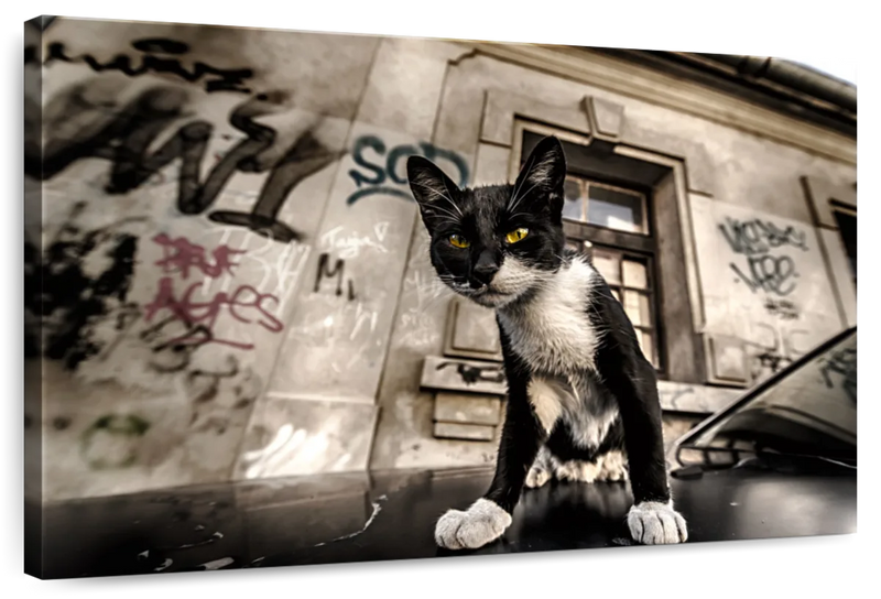 Alley Cat Wall Art