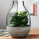 Eden Terrarium Clear with Moulded Concrete Base by NUDE USA