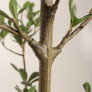 7Ft Artificial Olive Tree With Pot, Realistic Tall Fake Plant For Indoor Decoration - Green Leaves by Unique Piece Furniture