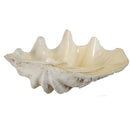 Large Clam Shell Accent 25.3x16.5x8.5" by HouseOfZazla