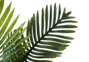 24" Tall Artificial Palm Plant - Indoor Faux Greenery by HouseOfZazla