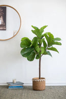 25x25x52"H Fiddle Fig Leaf Tree with 40 Leaves by HouseOfZazla