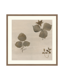 Botanical Thoughts I