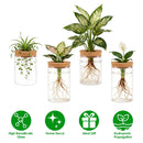 4Pack Glass Propagation Stations For Plants Indoor Glass Planters Hydroponic Plant Vases 2 Large 2 Small for Plant Cuttings Flower Arrangements