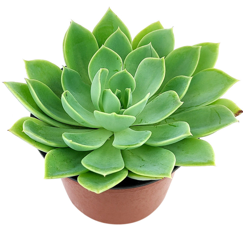 Echeveria Blue Atoll