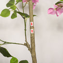 Artificial Bougainvillea Tree With Pot, Realistic Faux Flowering Plant Leaves And Blooms, Decor For Home Office - Green Leaves / Pink by HouseOfZazla