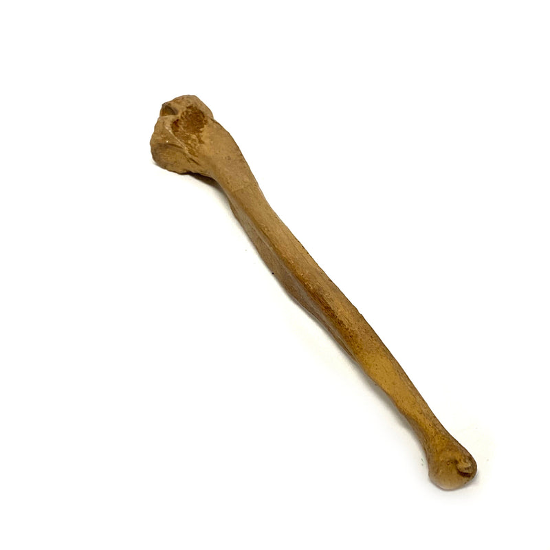Realistic Ulna Bone Lightweight Rigid Foam - Clean, photo 2 of 4