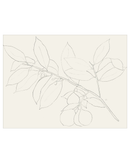 Lemon Branch Drawing