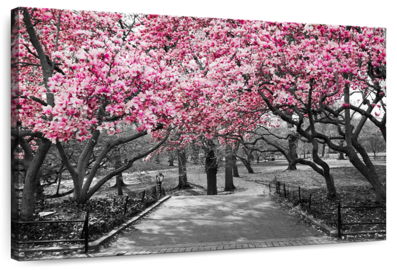 Central Park NY Cherry Blossoms Wall Art