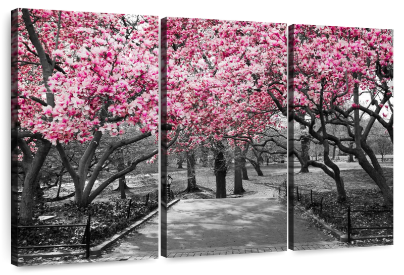 Central Park NY Cherry Blossoms Wall Art