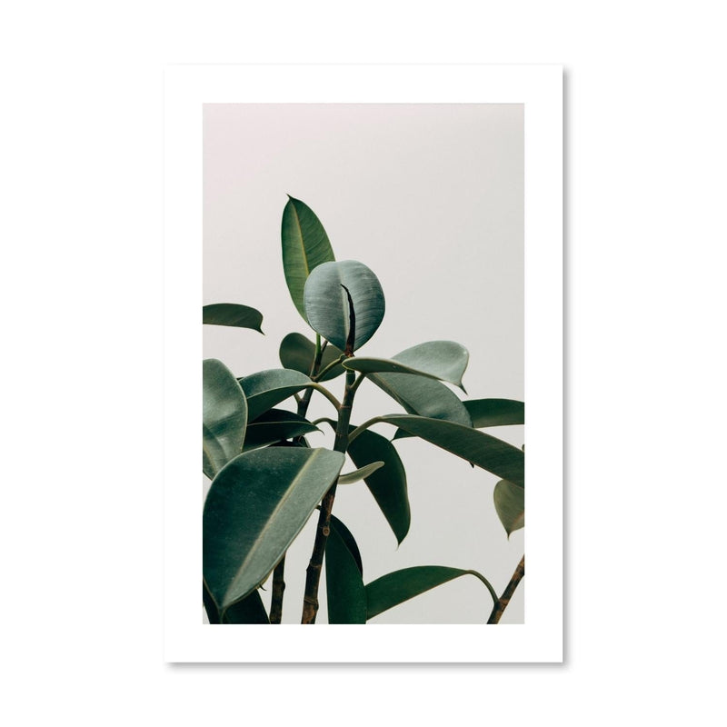 Elastica Plant Print